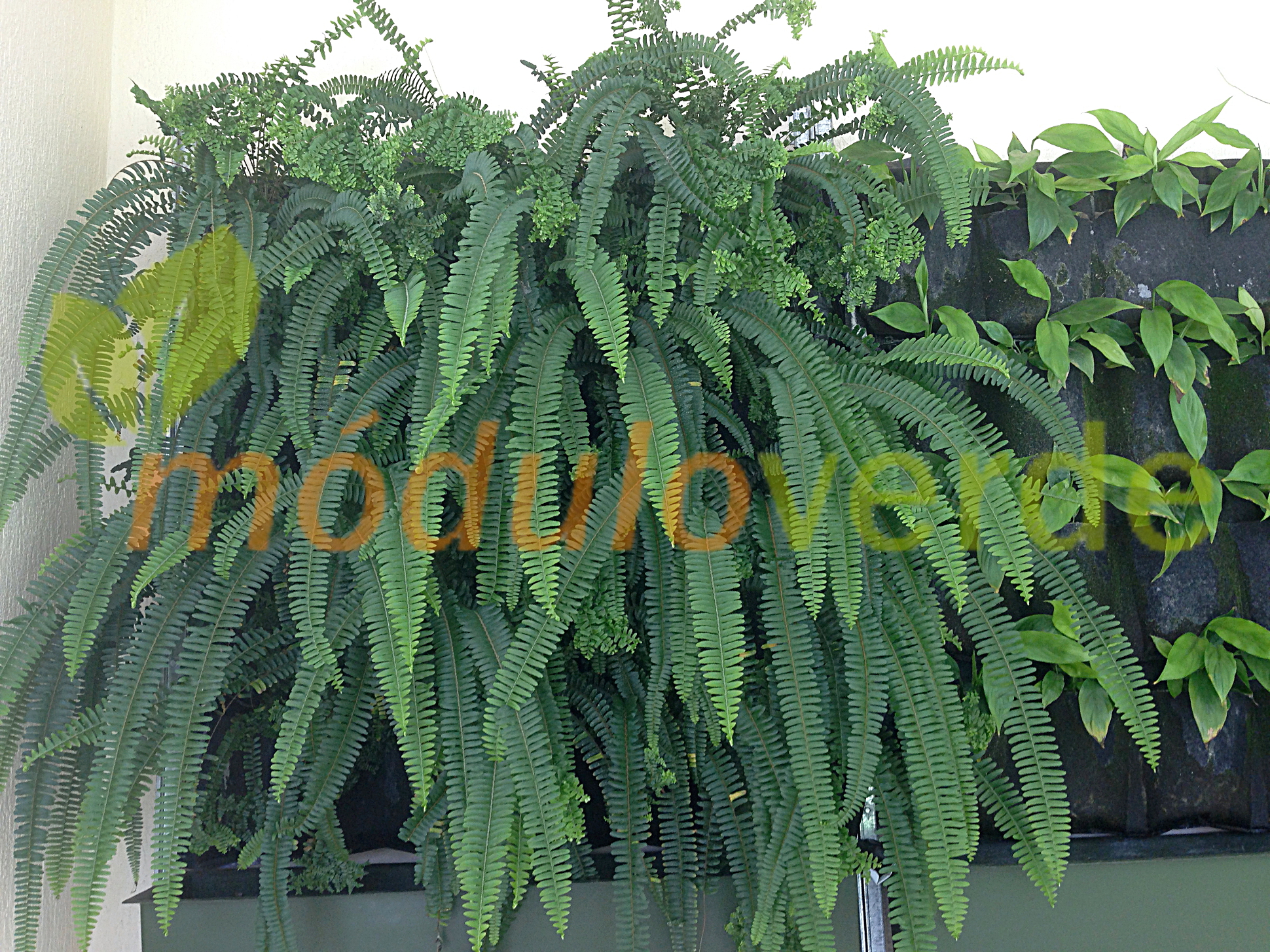 Modulo Verde